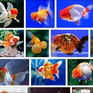 Koleksi Mas Koki Ikan Hias Aquascape Air Tawar Aquarium