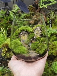 🔥Live Moss Terrarium🔥- Terrarium / Live Moss / Garden / Home Decoration  / Moss for Home Décor / Gre