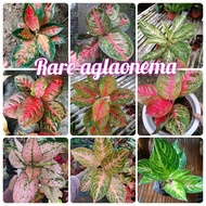 Rare aglaonema varieties (actual photo)