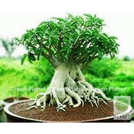 Adenium 富贵花 Thaisoco KHZ (Khao Hin Zon) 5/10 Seeds-Benih-种子.Thailand Origin (Ready stock in Msia). Bunga Kemboja