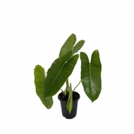 tanaman hias philodendron burle marx