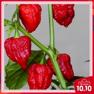 10pcs seeds HABANERO GENKHIS Khan BRAIN HOT  PEPPer habanero Seeds
