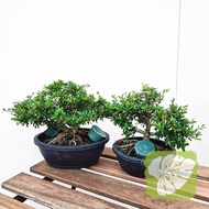 Bonsai Vietnamese Bluebell IOB