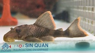 Pleco L76 /L76 Red Fin Tiger Pleco /Pleco /Freswater 橘帆老虎异型鱼 /异型鱼/活鱼(Sin Quan Aquaculture Enterprise