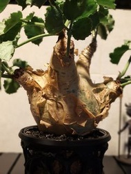 塊根植物｜安哥拉葡萄甕｜盆口 14cm