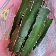 [BEST BUY] BENIH POKOK BUAH NAGA MERAH MANIS (BELI 2 PERCUMA 1)