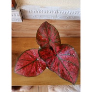 Baby Caladium Red/ Caladium Red Sun