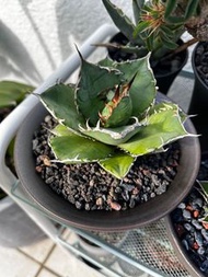 龍舌蘭 嚴龍 小島白刺 caudex agave