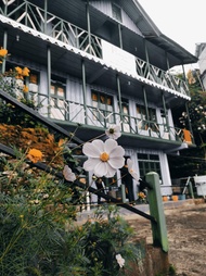 Zivaan's Hollyhocks Cottage, Rishop