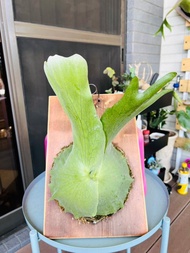 何其美鹿角蕨上板  森林系壁植 畢業  新居落成 開幕誌慶禮