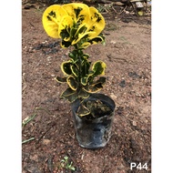 Codiaeum variegatum puding puling Croton 变叶木 LIVE PLANT OUTDOOR