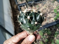 🌵💥 เฟโรเล็บเหยี่ยว  💥🌵  Ferocactus peninsulae  ขนาด 3-4 ซม. ไม้เมล็ด ต้นกระบองเพชร ต้นแคคตัส (แคคตัส กระบองเพชร)