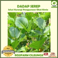 Fresh Dadap Leaves Picked Impromptu Per Bunch About 15-20 Twigs -