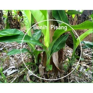 Anak pokok pisang dwarf cavendish@serendah, berangan dan pisang emas