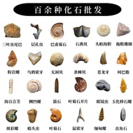 Wholesale Natural Clover Insect Shark Toothstone Swallow Shell Coral Ammonite Plant Insect Fossil Sp