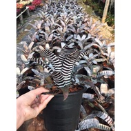 HY Bromeliad AEC black Chantini