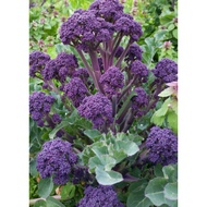 Biji Benih Brokoli Sprouting Broccoli Seed - 100 Seed