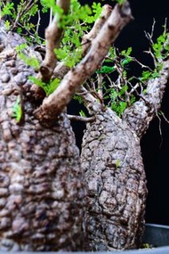 (428) 滿瘤雙頭列加氏漆樹　The elephannnt tree/ Operculicarya decaryi / 塊根植物 Caudex / 另售象牙宮、龜甲龍、念珠橄欖、橄欖樹、象足漆樹