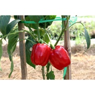 MERAH 4 Red Paprika Seeds, Superior Quality Red Paprika Seeds, Superior Red Paprika Seeds