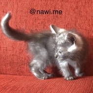 Anak Kucing Kitten BSH British Longhair mixbreed Shorthair