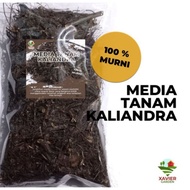 Media Tanam Kaliandra (Untuk Anggrek) / Tanaman Hidup / Bunga Hidup