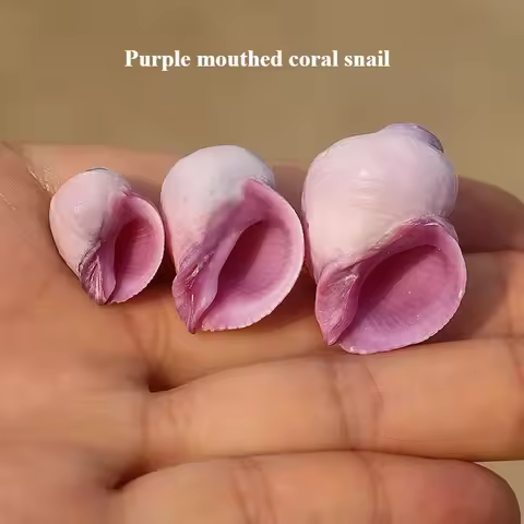 Purple Mouth Coral Snail Natural Small Conch Shell Rare Collection Specimen Fish Tank Decorative Roc
