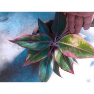 seeds SUPER SALE!!! Different Aglaonema Varieties Indoor Plants all Stable and Live GHHC