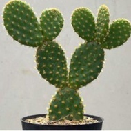 Opuntia Microdays Big Mickey Cactus BIG Size