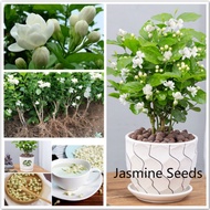 [Fast Germination] 50pcs Jasmine Flower Seeds for Planting Bonsai Flowering Plants Seeds Aromatic Jasmine Plant Seed