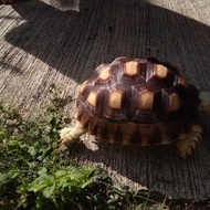 sulcata size 24, sulcara dewasa