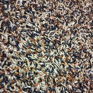 SUPER PREMIUM BELGIE MIXED CANARY, MIXED JEWAWUT, NIGER, MUSTARD SEEDS AND CANARY SEEDS