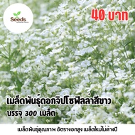 White Gypsophila Seeds 300