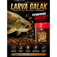 Larva Galak (BSFL) Makanan ikan channa, kura-kira, hamster, burung