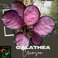 Calathea Crimson Live Plants