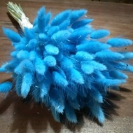 Dried Lagurus Blue