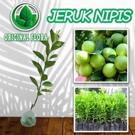 Terbaik Bibit Jeruk Nipis Bibit Jeruk Nipis Original Flora Pohon Jeruk