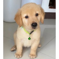 Golden Retriever Pure Breed Golden Retriever Puppies Dog Golden Retriever Baby for Two Months, Both 