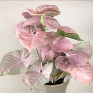 Tanaman Hias Syngonium Pink - Singonium Pohon Daun Pink