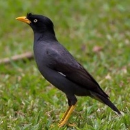 BURUNG JALAK KEBO MATA PUTIH PROSPEK
