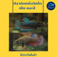 ปลากัดหม้ออินโด เมีย คละสี พร้อมรัด ไข่แน่น มีประกันสินค้า