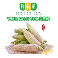Cameron Fresh White Corn Jagung susu (1 pc) ✅Prevent haemorrhoids