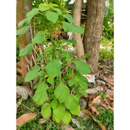 pokok kucing galak(herba untuk kucing )