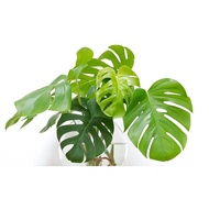 Keladi Monstera Deliciosa