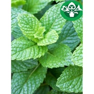 Mint live plant薄荷苗Anak pokok Pudina/Mentha arvensis