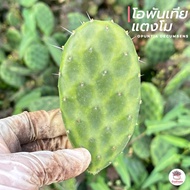 โอพันเทียแตงโม #เด็ดสด Opuntia Decumbens ไม้อวบน้ำ กุหลาบหิน cactus&amp;succulent