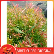 BIBIT BUNGA PUCUK MERAH DAUN PUCUK MERAH BIBIT PUCUK MERAH