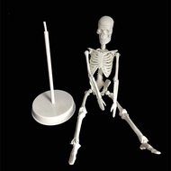 20cm Human Skeleton Model for Anatomy- Life Size Medical Human Skeleton Model