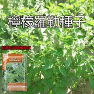 檸檬羅勒種子 新舊包裝隨機發貨
