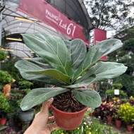 [Paling Horticulture Sdn Bhd] Ficus Lyrata | Fiddle Fig | Pokok Hiasan Hidup Dalam Rumah | Air Purif
