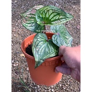 Caladium Medusa/Caladium Thailand/Bunga Hidup